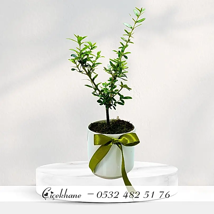 Beyaz Beton Saksıda Zeytin Ağacı